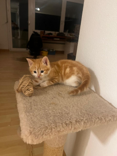 Junge Kätzchen, Katzen Kitten