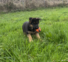 Deutscher Schäferhund, Rüde Welpe mit SKG/SC-Ahnentafel