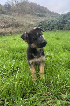 Deutscher Schäferhund, Rüde Welpe mit SKG/SC-Ahnentafel