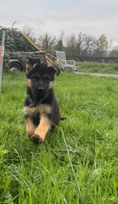 Deutscher Schäferhund, Rüde Welpe mit SKG/SC-Ahnentafel