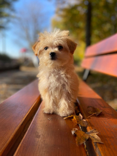 Maltipoo Welpe / Malteser + Pudel 