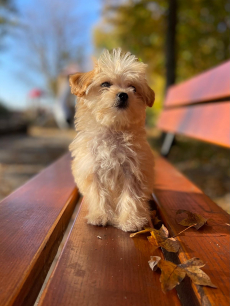 Maltipoo Welpe / Malteser + Pudel 