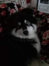 Husky /Spitz  pomsky f1