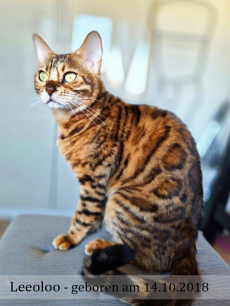  2 Erwachsene Bengal Mädchen (6j & 3j)