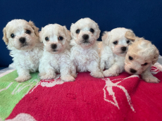 Bichon Welpen, Bologneser Herkunft aus Pudel und Malteser