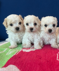 Bichon Welpen, Bologneser Herkunft aus Pudel und Malteser