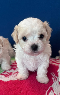 Bichon Welpen, Bologneser Herkunft aus Pudel und Malteser