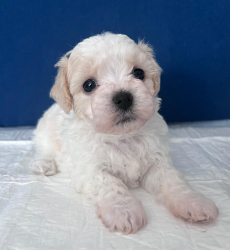 Bichon Welpen, Bologneser Herkunft aus Pudel und Malteser