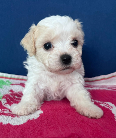 Bichon Welpen, Bologneser Herkunft aus Pudel und Malteser