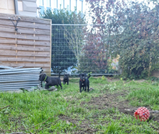 Schöne reinrassige Cane Corso Welpen suchen ein Zuhause