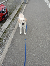 Goldenretriever mal Labrador