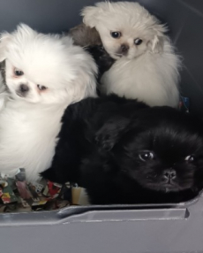 Pekinese Welpen 