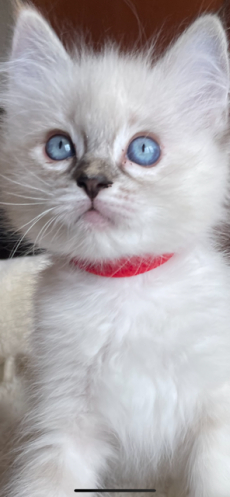 Ragdoll Kitten