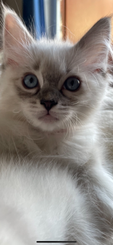 Ragdoll Kitten