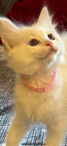 Ragdoll Kitten