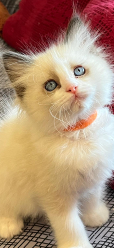 Ragdoll Kitten