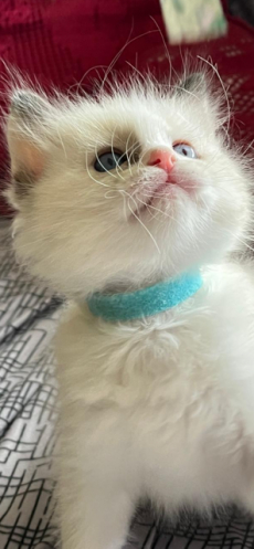 Ragdoll Kitten