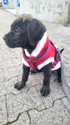 Schöne reinrassige Cane Corso Welpen suchen liebevolles Zuhause