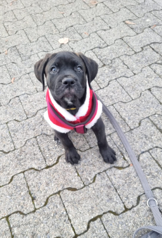 Schöne reinrassige Cane Corso Welpen suchen liebevolles Zuhause