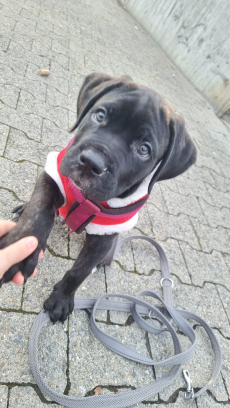 Schöne reinrassige Cane Corso Welpen suchen liebevolles Zuhause