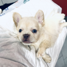 Wunderschöne Französische Bulldogge Welpen 