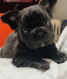 Wunderschöne Französische Bulldogge Welpen 