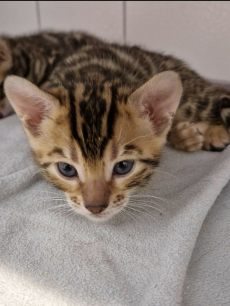 Wunderschöne Bengalkitten