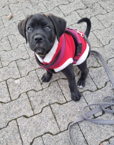 Sehr schöne Cane Corso Welpen suchen liebevolles Zuhause