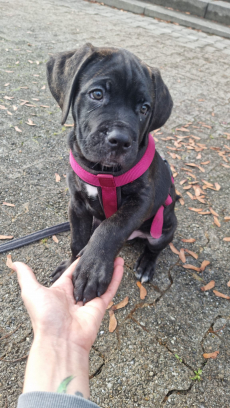 Sehr schöne Cane Corso Welpen suchen liebevolles Zuhause