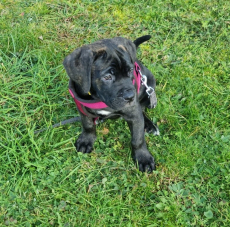 Sehr schöne Cane Corso Welpen suchen liebevolles Zuhause