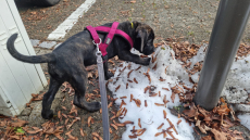 Sehr schöne Cane Corso Welpen suchen liebevolles Zuhause