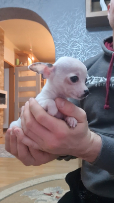 Chihuahua weibchen 