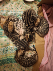 Wunderschöne Bengalkitten abzugeben.