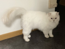 Wunderschöne Ragdoll-Mischlingskatze sucht neues Zuhause