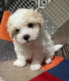 Bichon Welpen, Bologneser Herkunft aus Pudel und Malteser