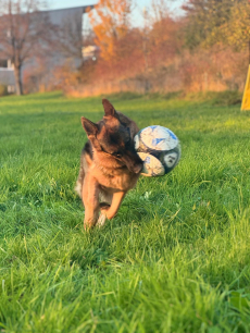 Deutscher Schäferhund, 1,5 J., Hündin mit SKG/SC Ahnentafel