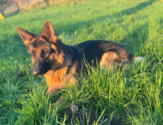 Deutscher Schäferhund, 1,5 J., Hündin mit SKG/SC Ahnentafel