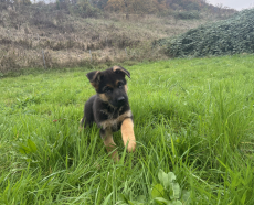 Deutscher Schäferhund, Rüde Welpe mit SKG/SC-Ahnentafel