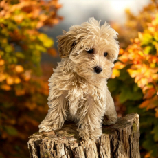 Maltipoo 