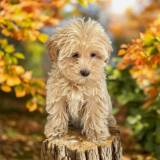 Maltipoo 