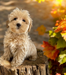 Maltipoo 