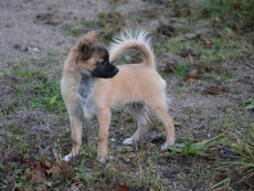 2 Chihuahua Rüden