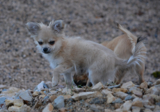 2 Chihuahua Rüden