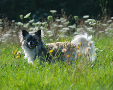 2 Chihuahua Rüden