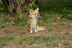 2 Chihuahua Rüden