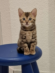 Wunderschöne Bengalkitten noch abzugeben.