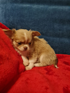 Chihuahua Welpen