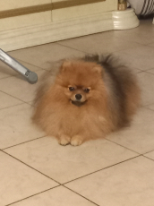 Pomeranian Deckrüde 