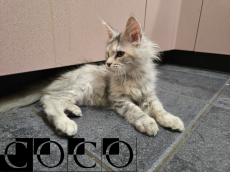 Maine Coon Kitten mit Stammbaum suchen liebevolles Zuhause