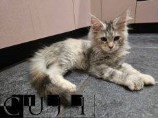 Maine Coon Kitten mit Stammbaum suchen liebevolles Zuhause